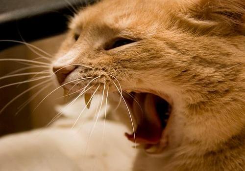 Rabies in cats - signs, symptoms, prevention and treatment