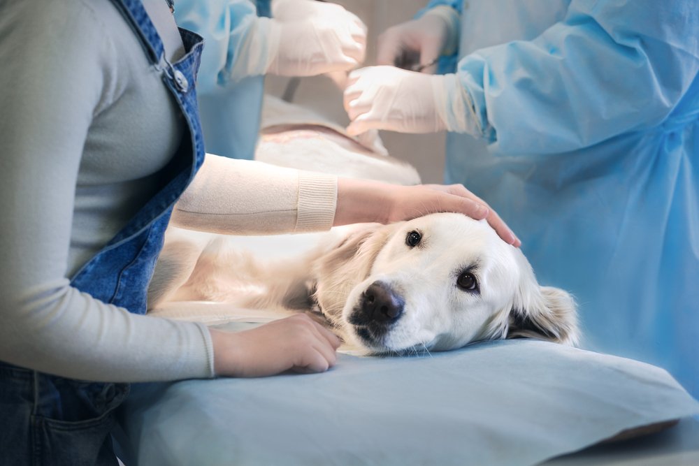Rabies in dogs incubation symptoms period vaccination