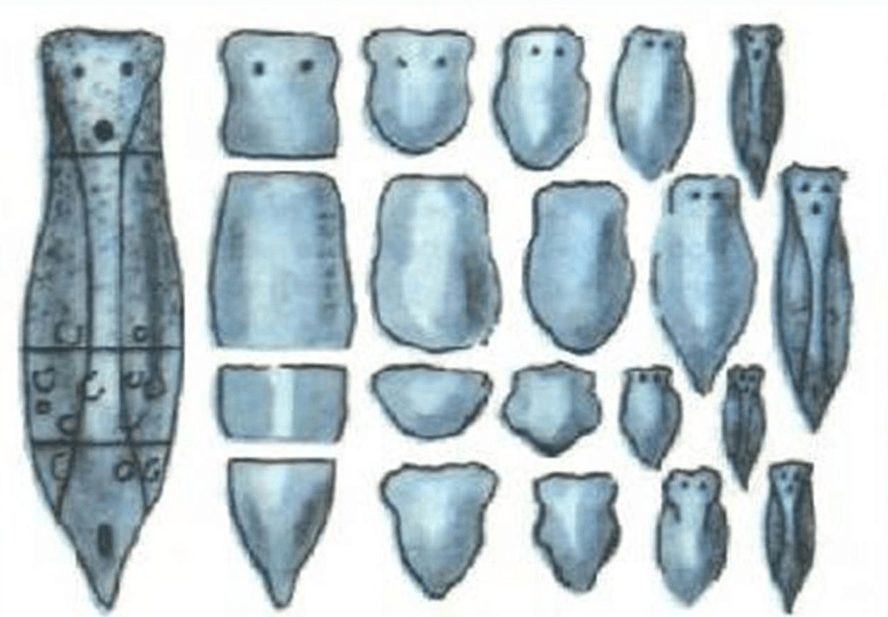 Flat worm regeneration
