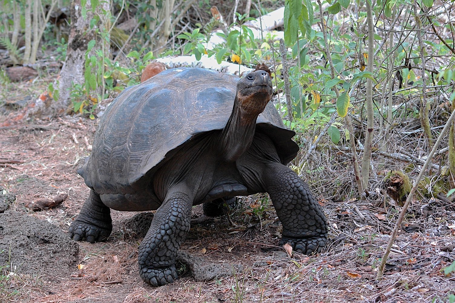 Galapagos