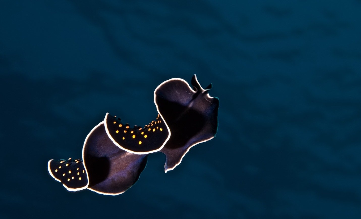 Flatworm