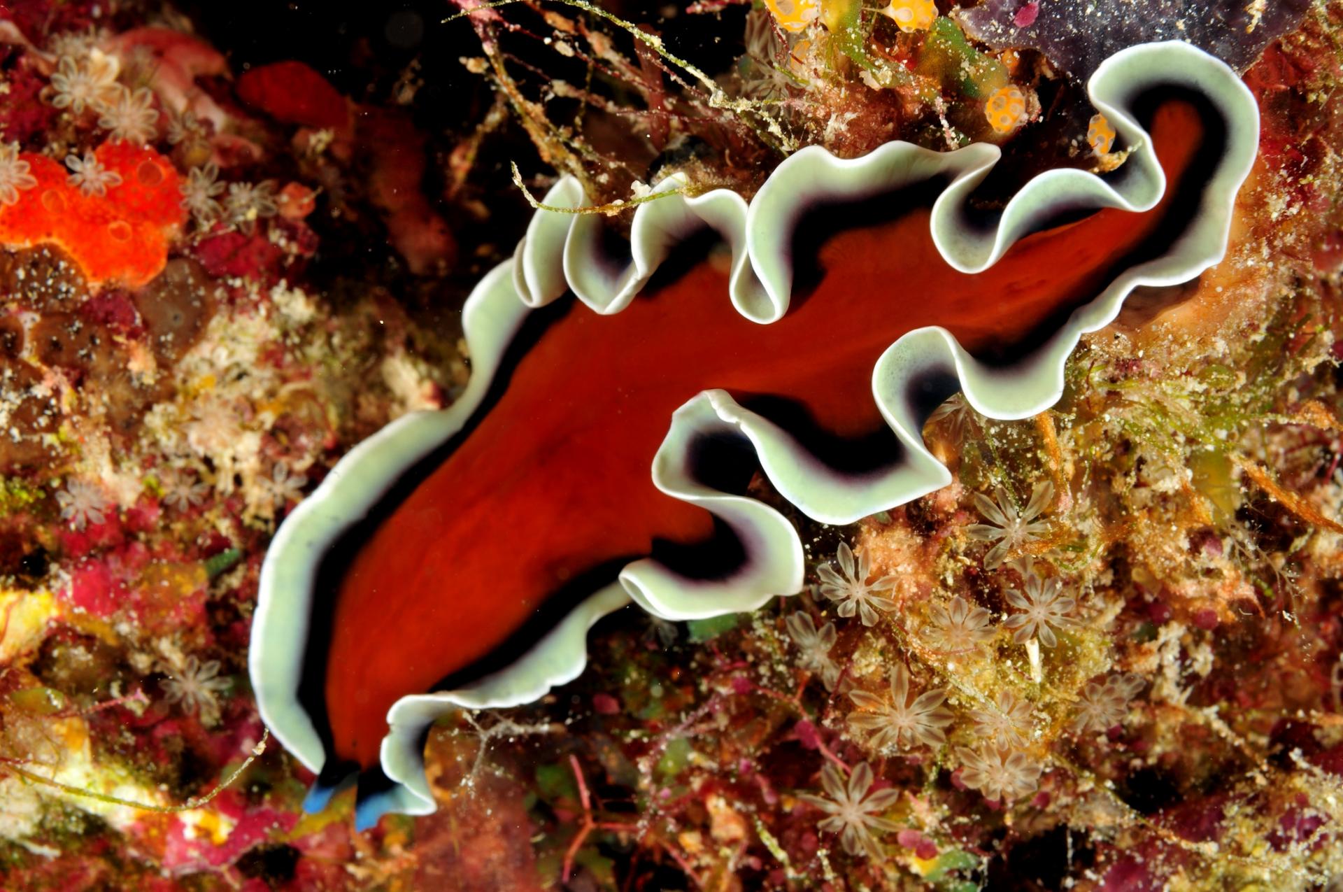 Red flat worm