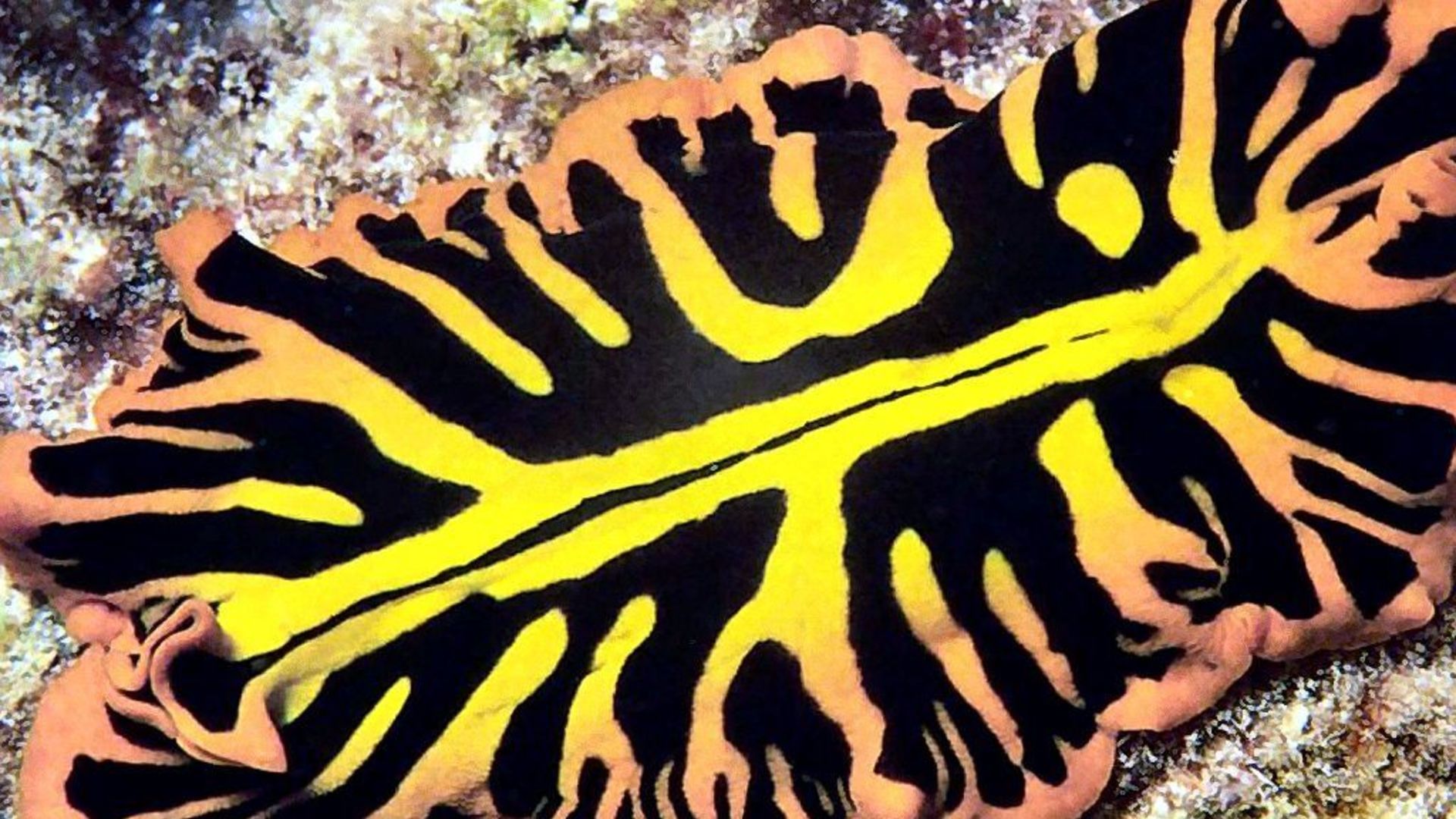 Yellow flatworm
