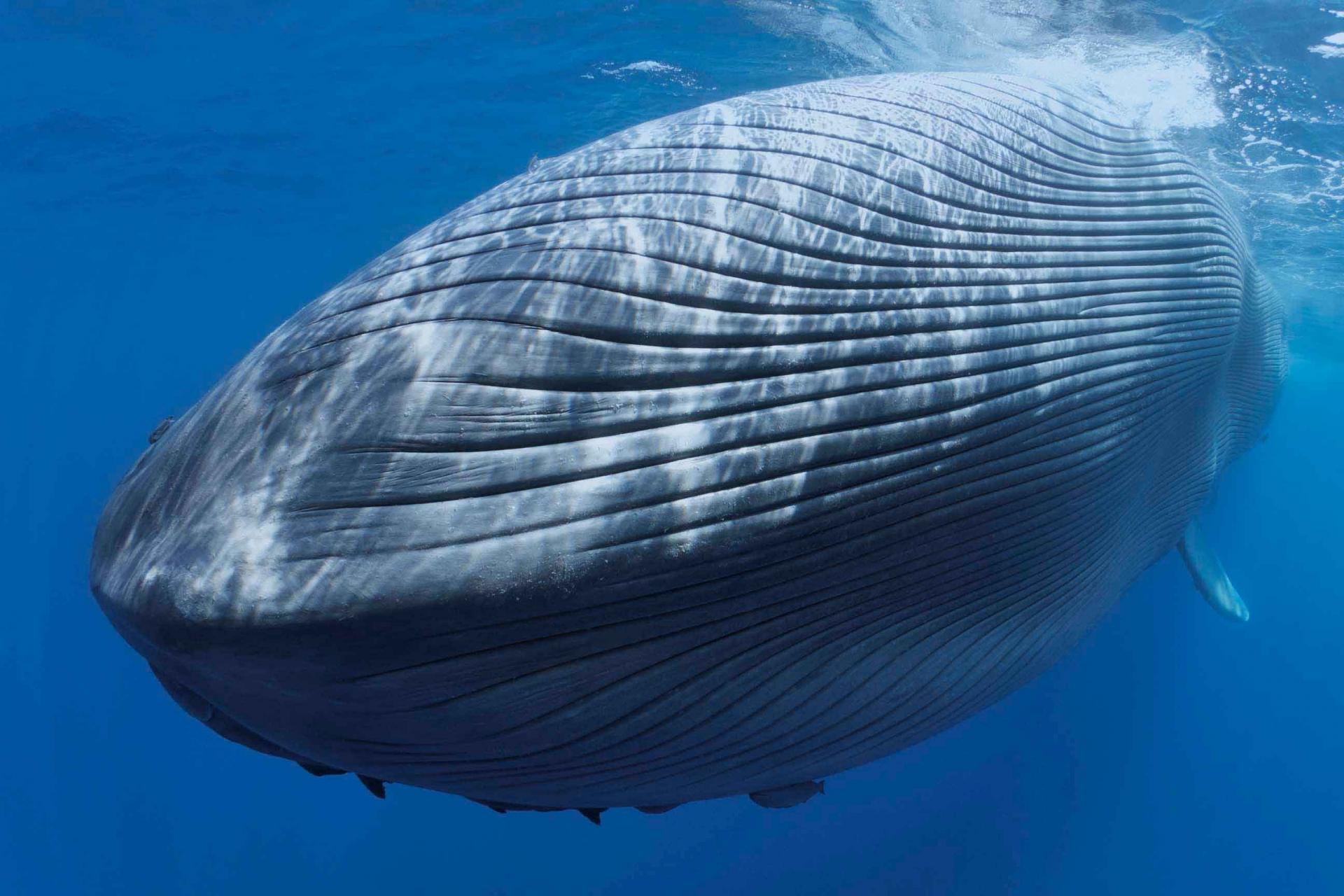 Blue whale