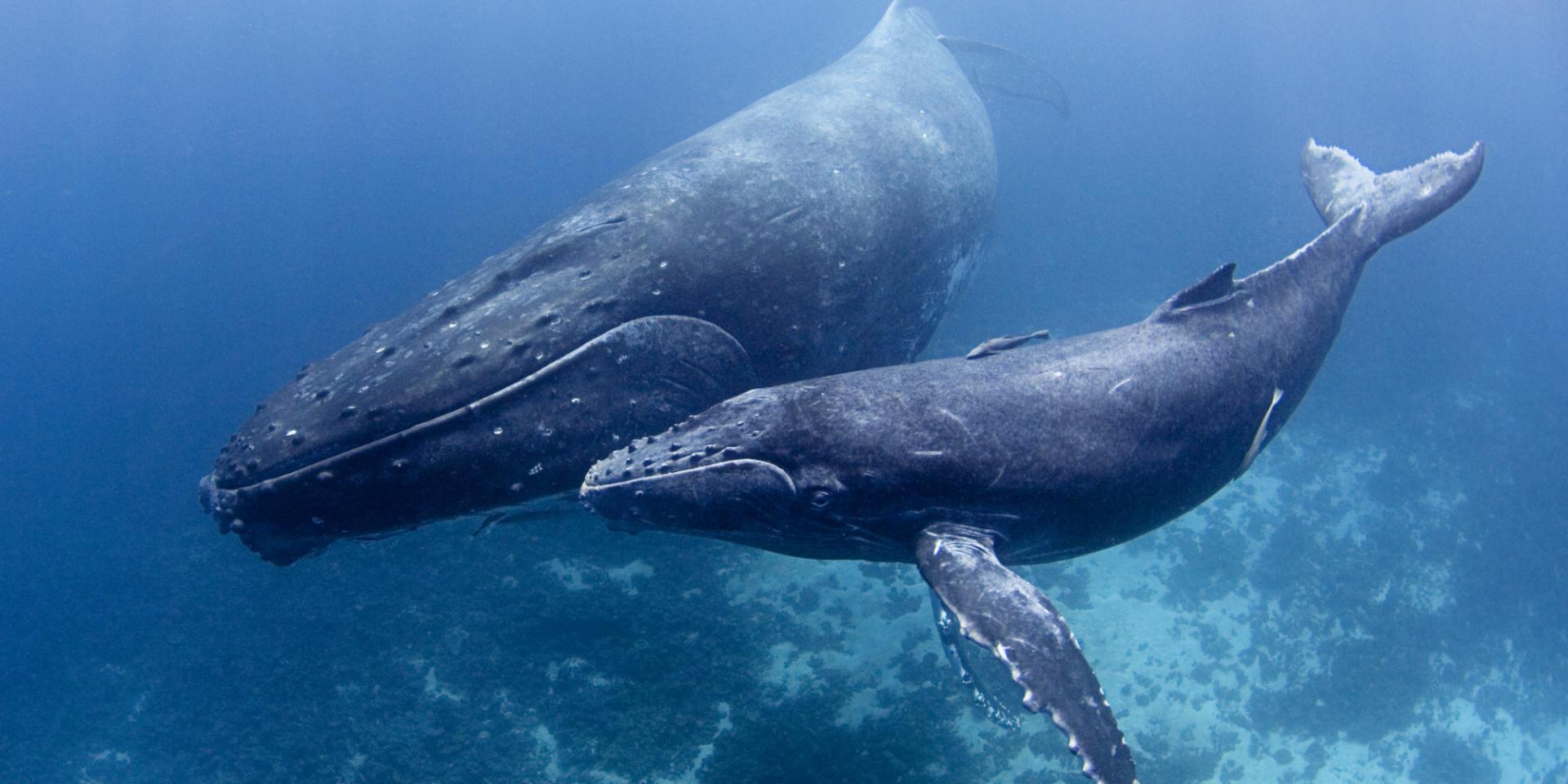 Whale and Kitten