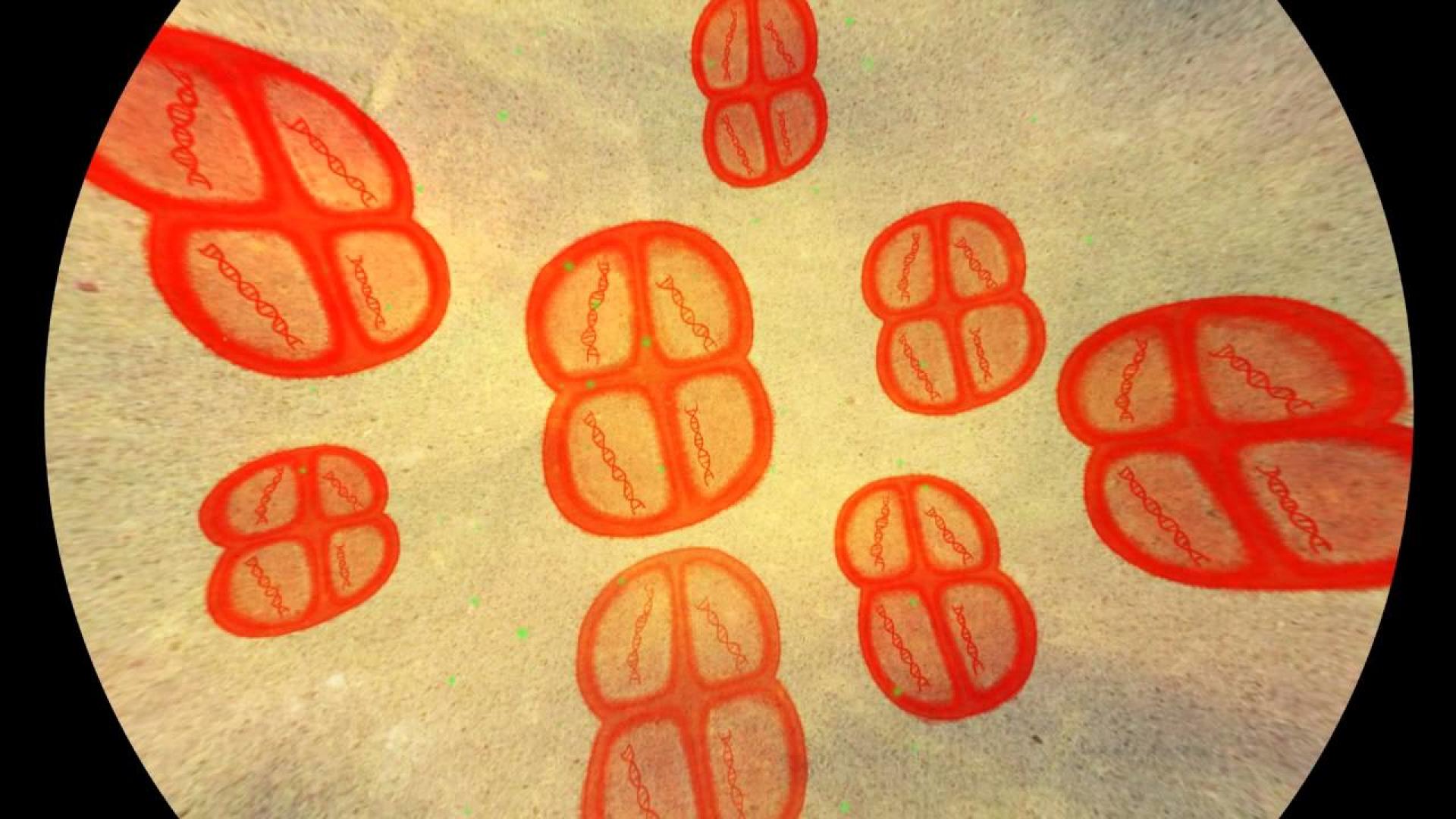 Bacterium Deinococcus radiodurans