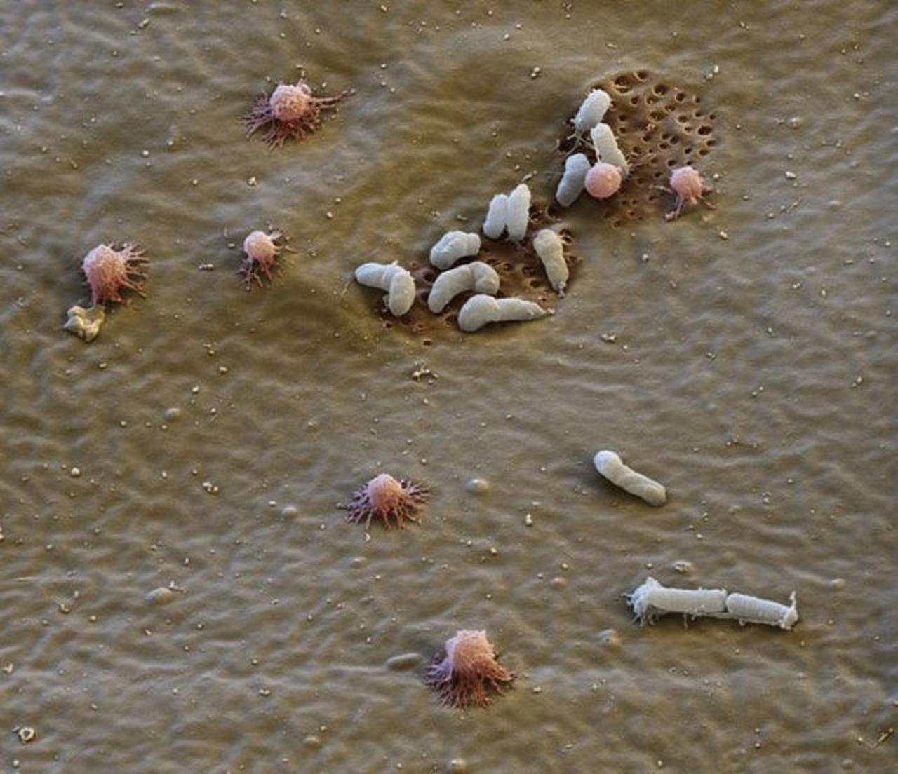 Tardigrade colony