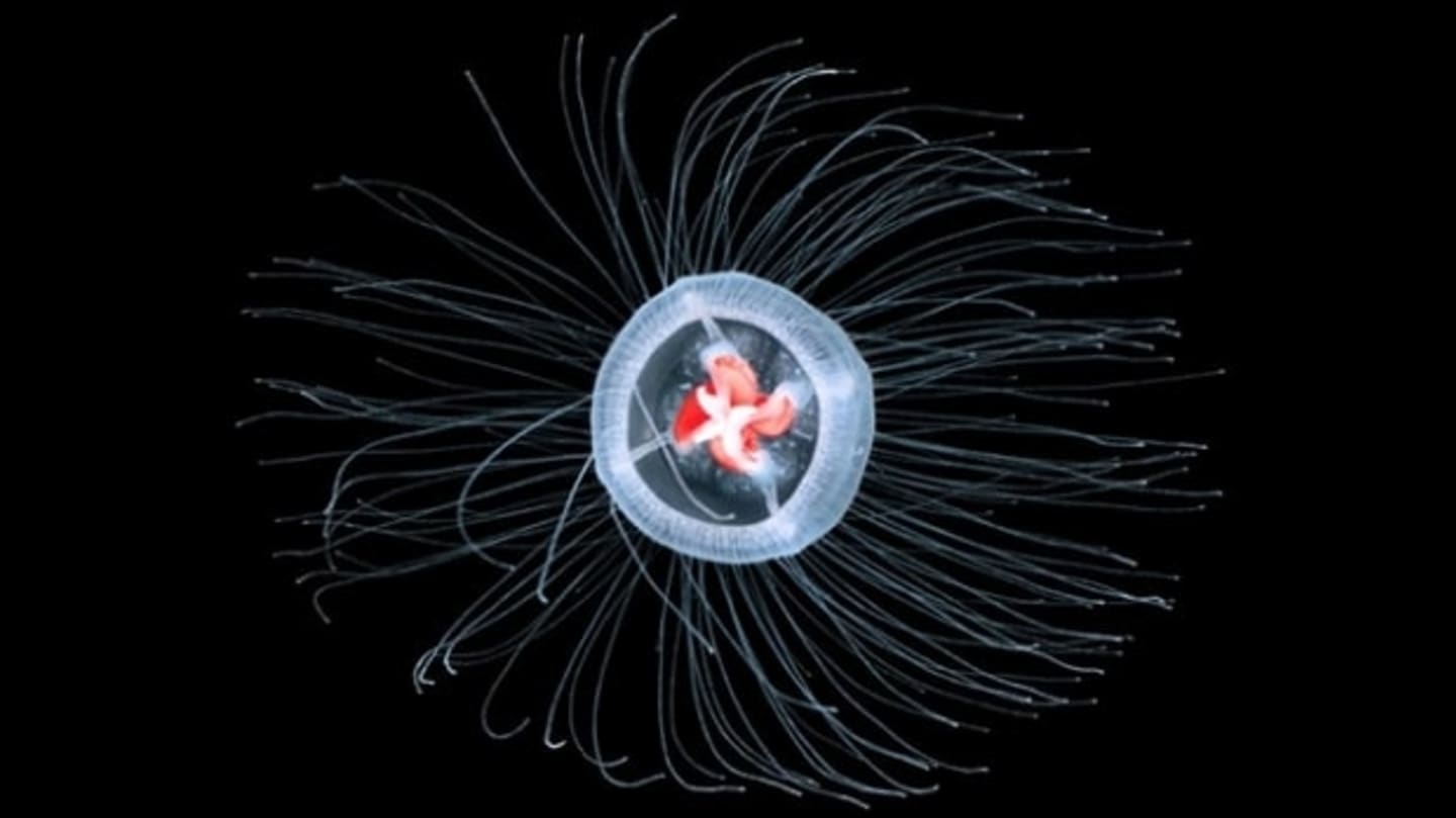 Jellyfish Turnitopsis Nutricula