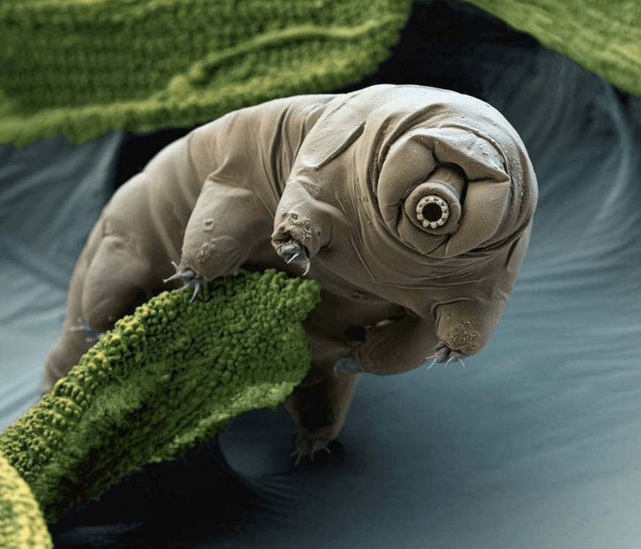 Tardigrades (Tardigrada)