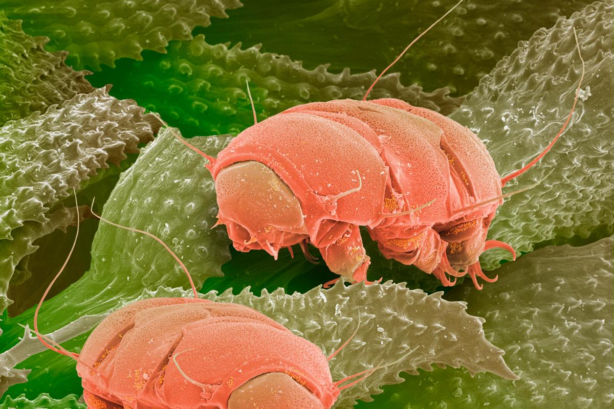 Tardigrades under the microscope