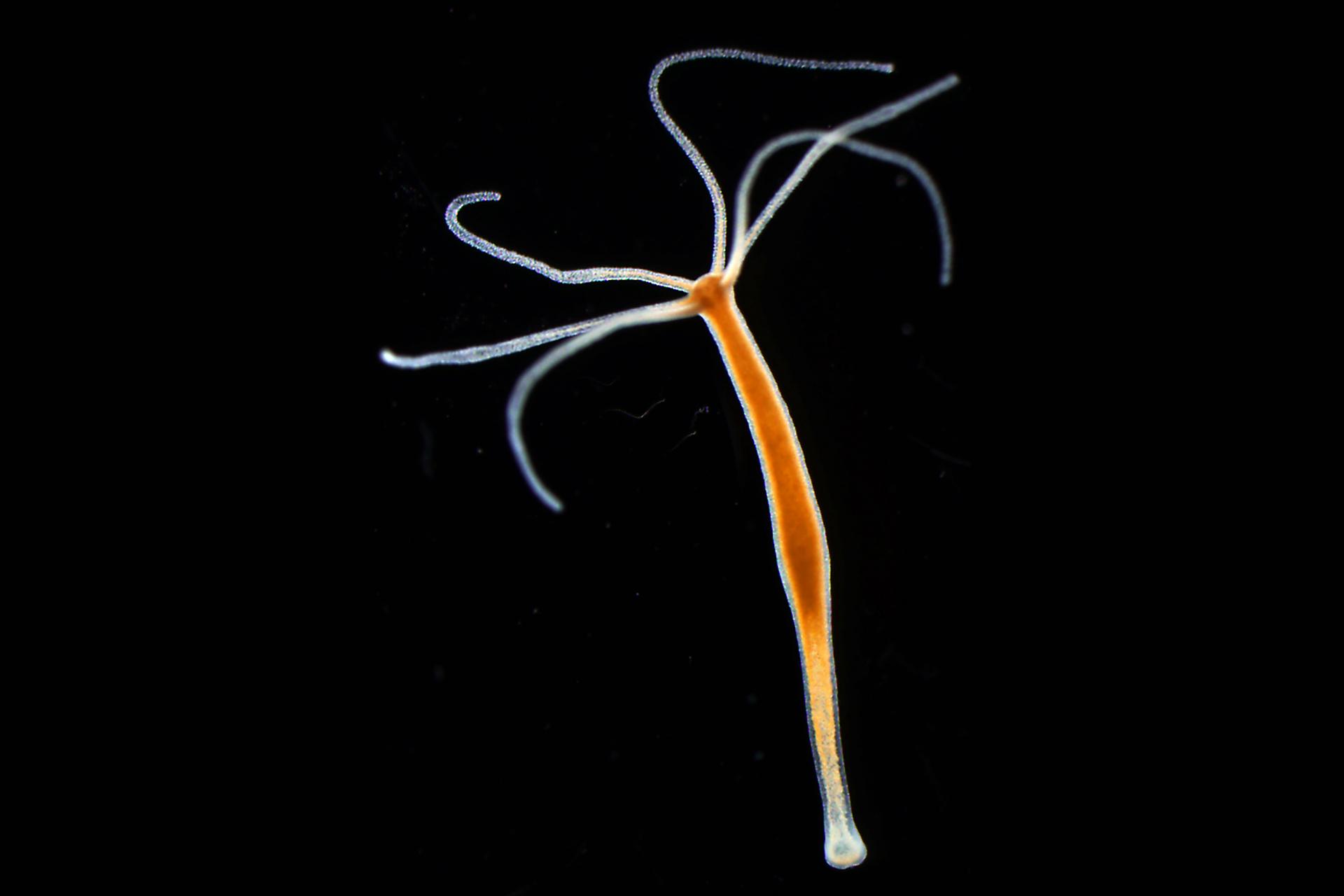 hydra