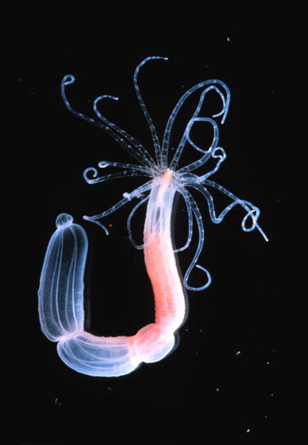 Hydra Photography