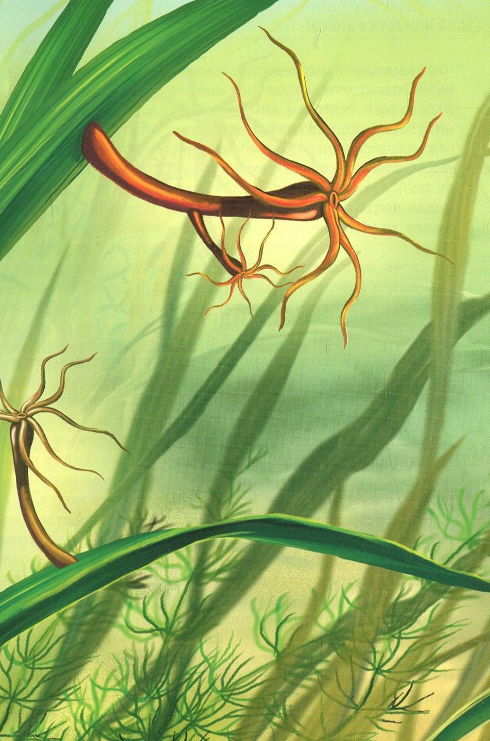 Hydras in a Fresh Pond
