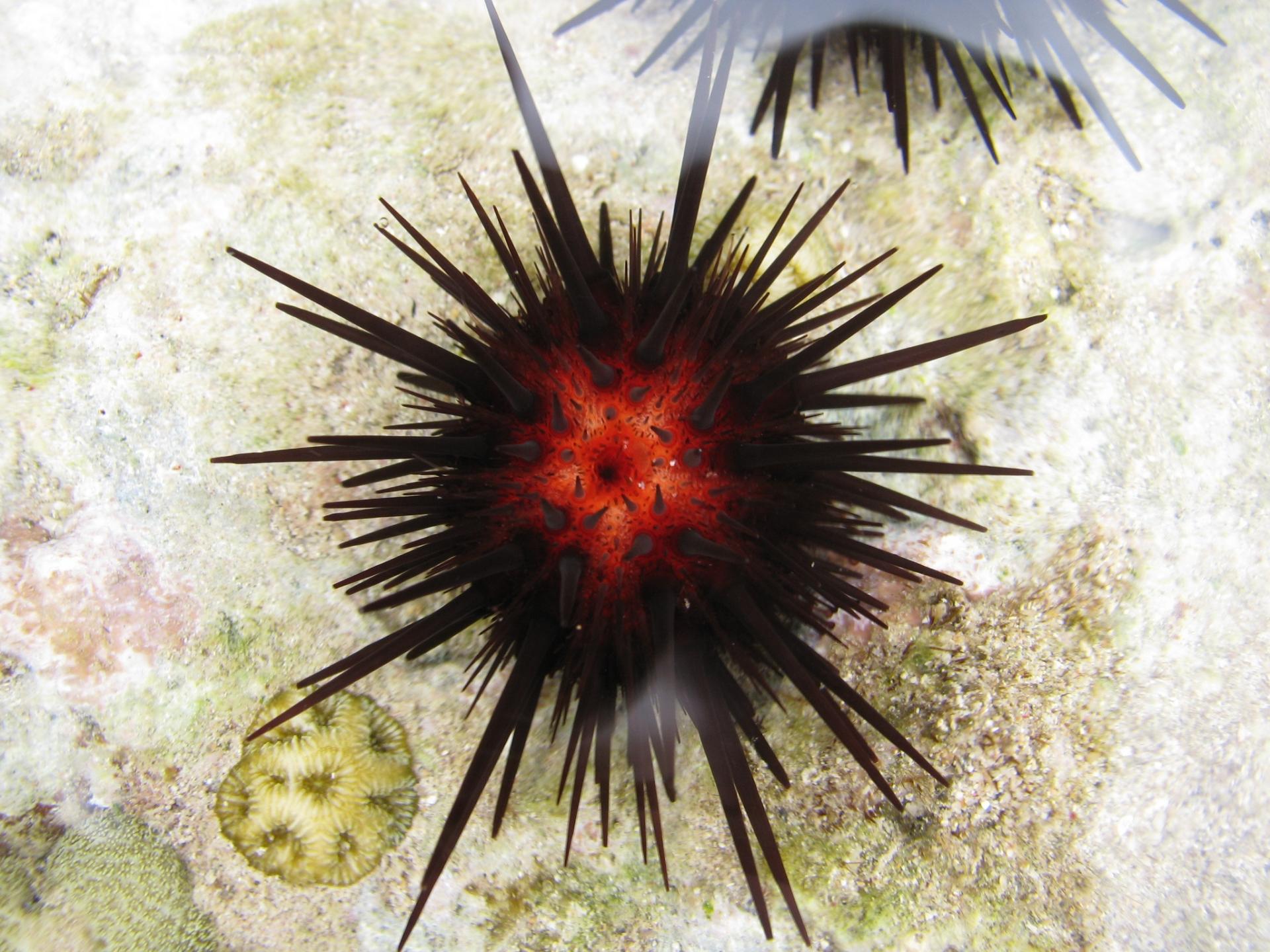 Sea urchin