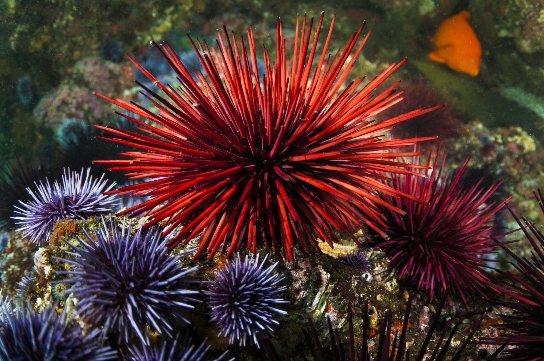 Red sea urchin