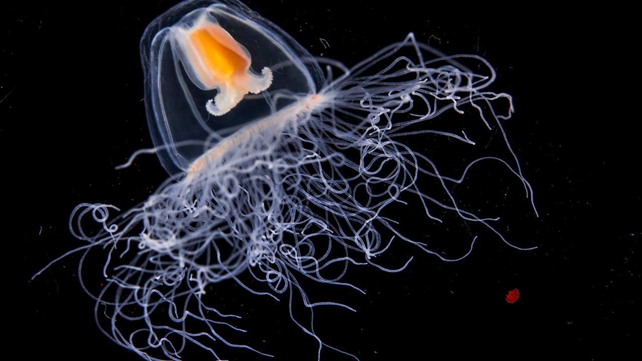 Jellyfish