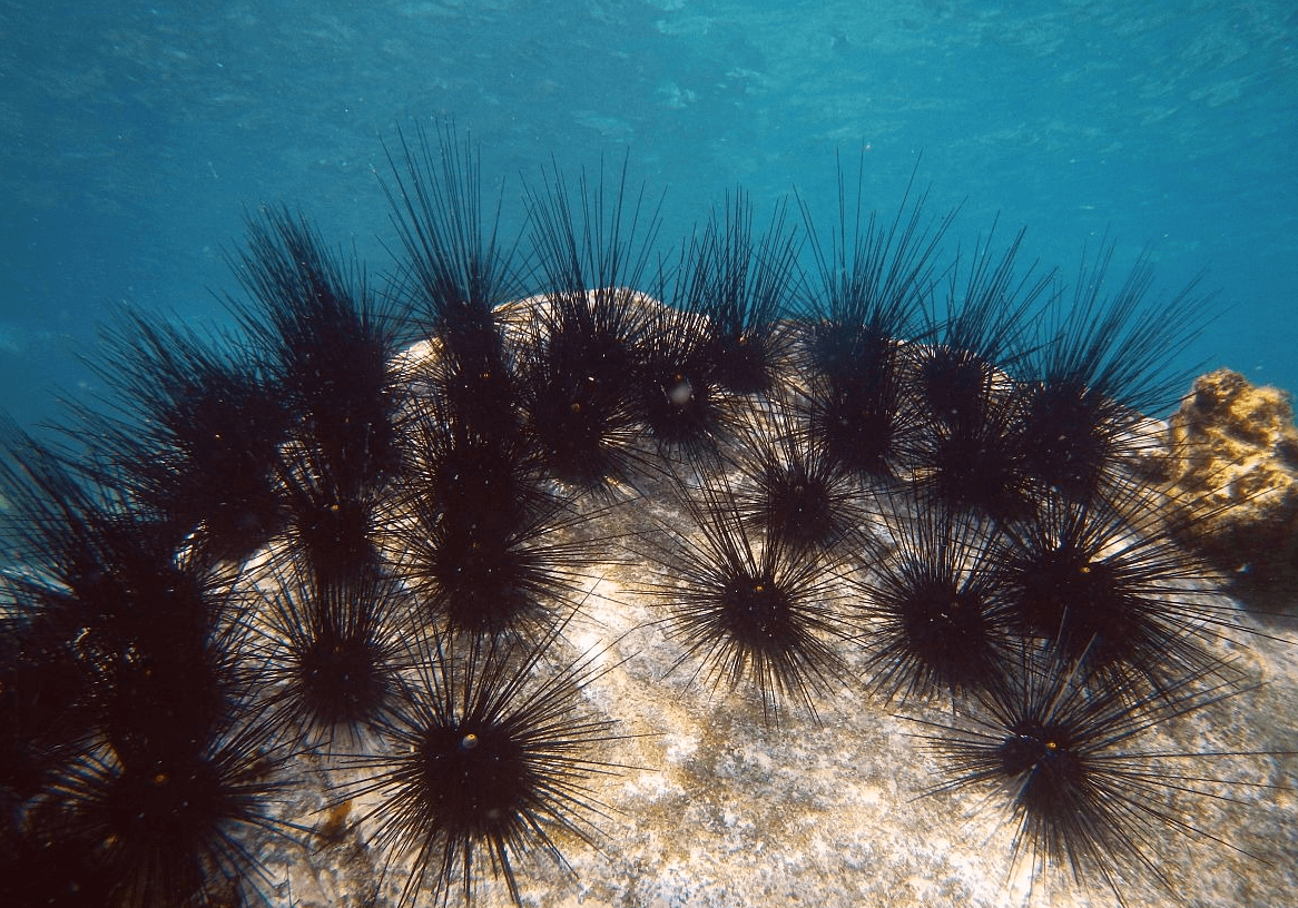 Colony of sea urchins