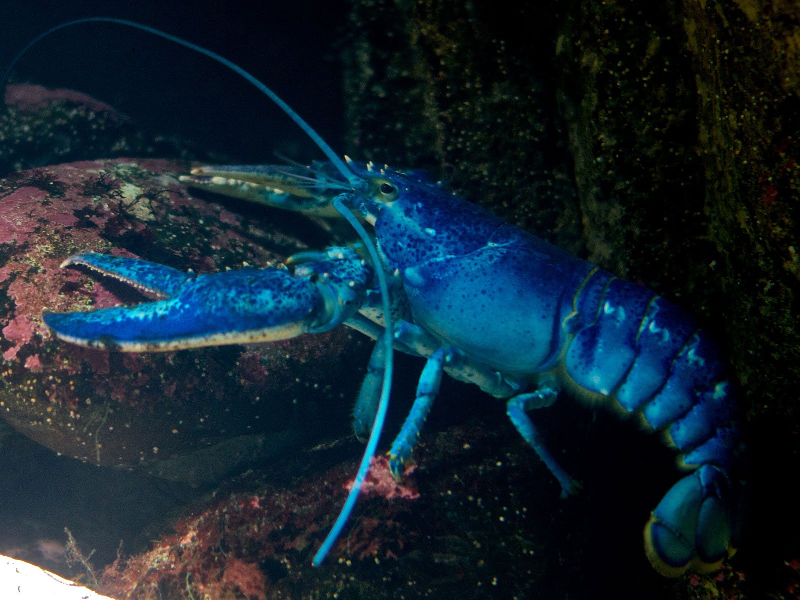 Lobster