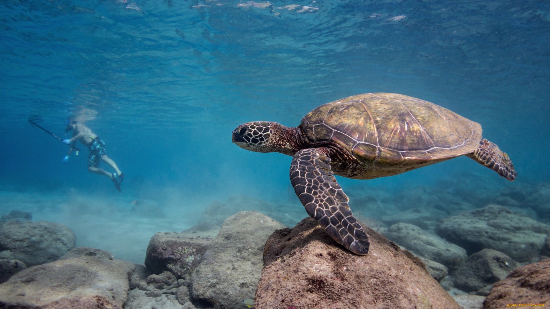 Sea turtle