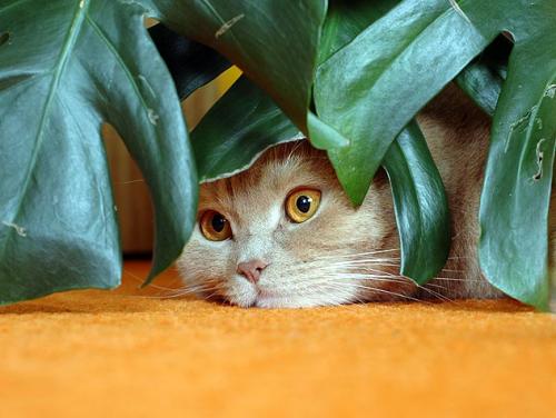 Cat safe plants
