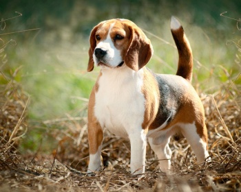 Beagle Beagle, English Beagle