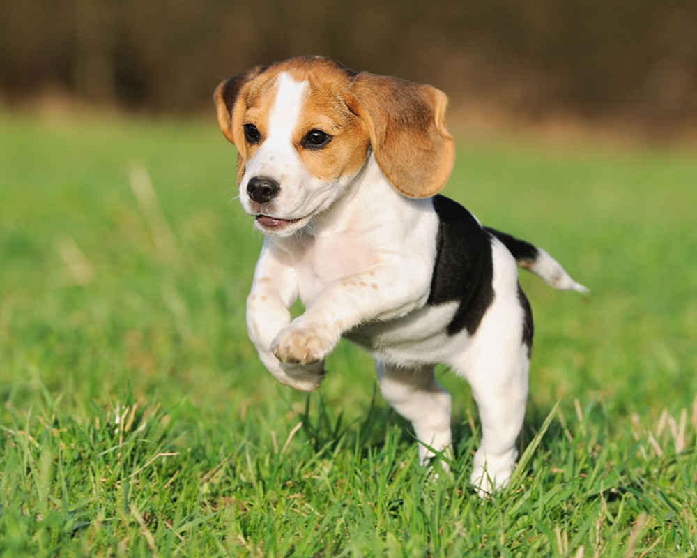 Beagle Training