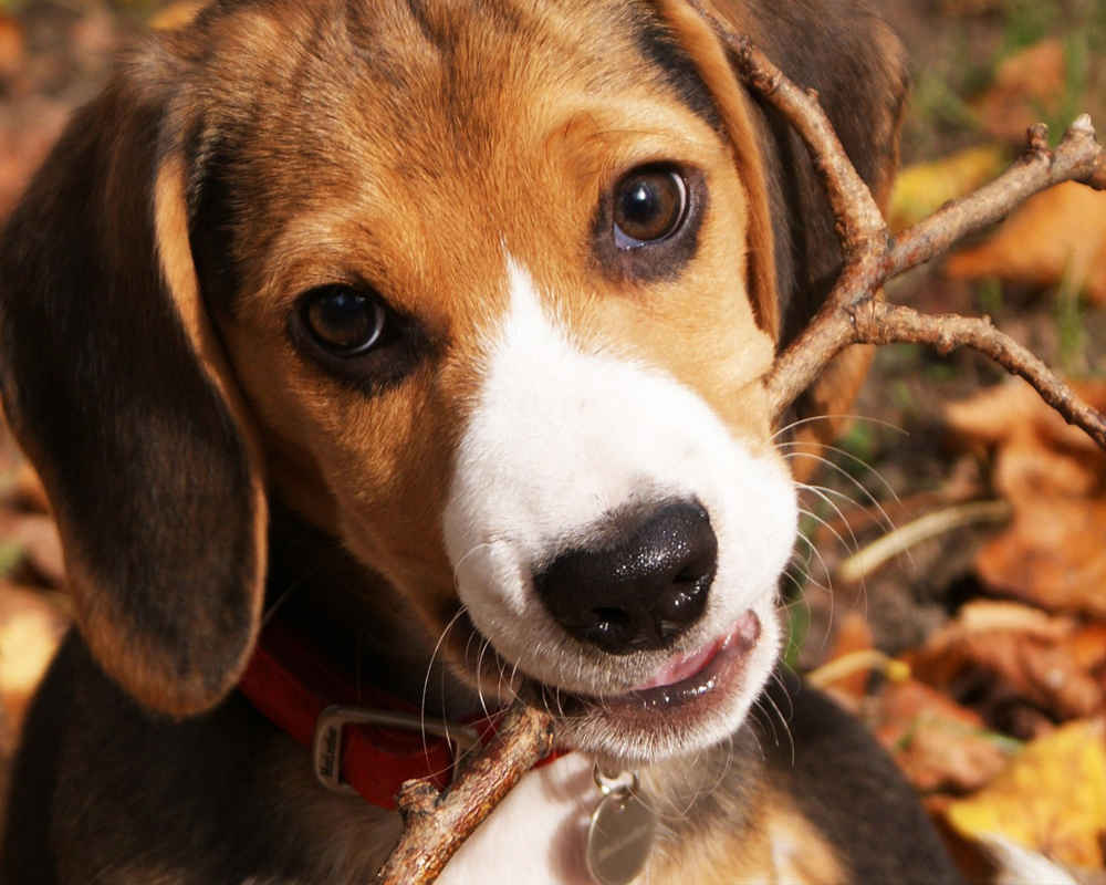 Beagle for a walk
