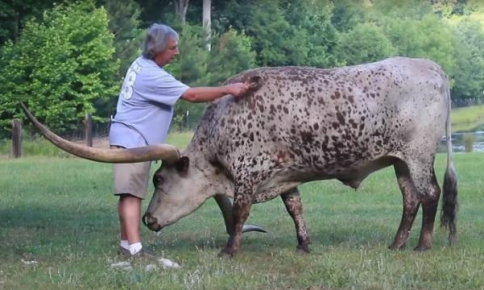 The owner is combing the bull