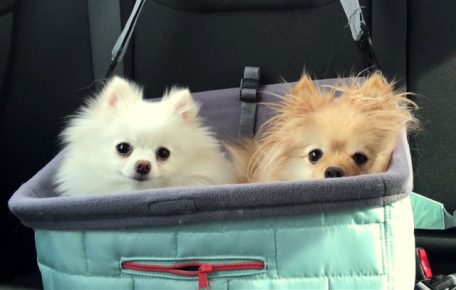 A pair of Spitz