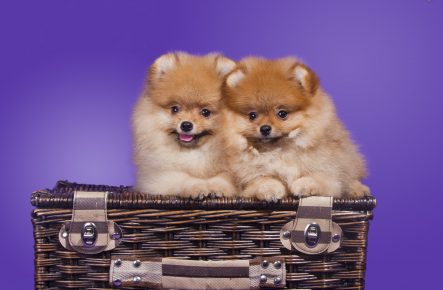 Two puppies of a spitz