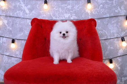 Spitz in the chair