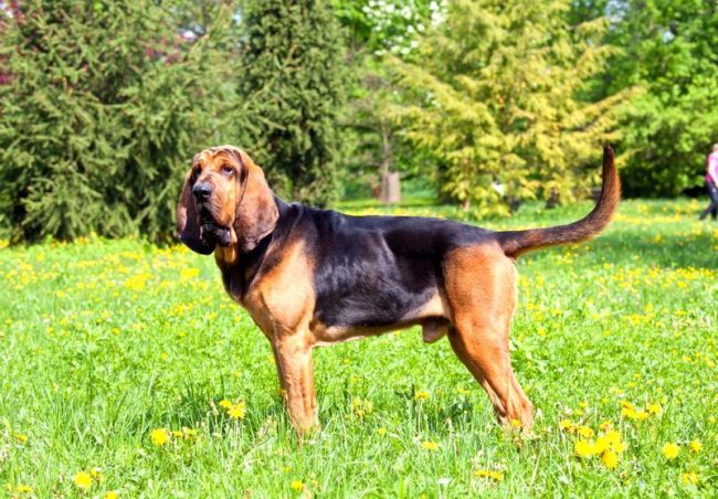 Bloodhound - a noble dog, knowing what courage and hard work