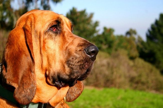 Although the bloodhounds are smart, loyal and sensitive, they are very independent and even stubborn. Dogs of this breed need a solid, but not rude training.