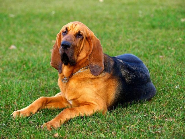 The dogs of this breed are very friendly, which does not make them great guards - the bloodhound may well make friends with a stranger who entered the territory of your house illegally