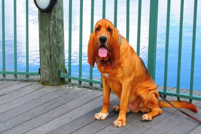The Bloodhound dog is calm and balanced, it’s absolutely not an extravagant dog, which is very comfortable to be in the house or for a walk