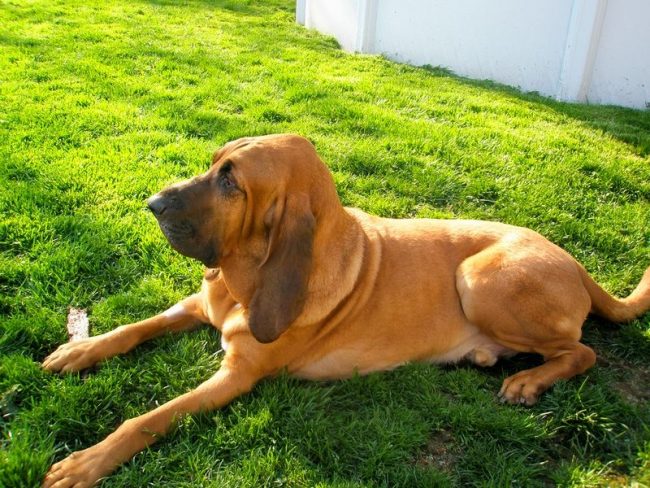 Bloodhound does not show aggression, so it suits even families with children. It gets along well with other animals: it treats like equals, it doesn’t make close contact, but it doesn’t look up too high.