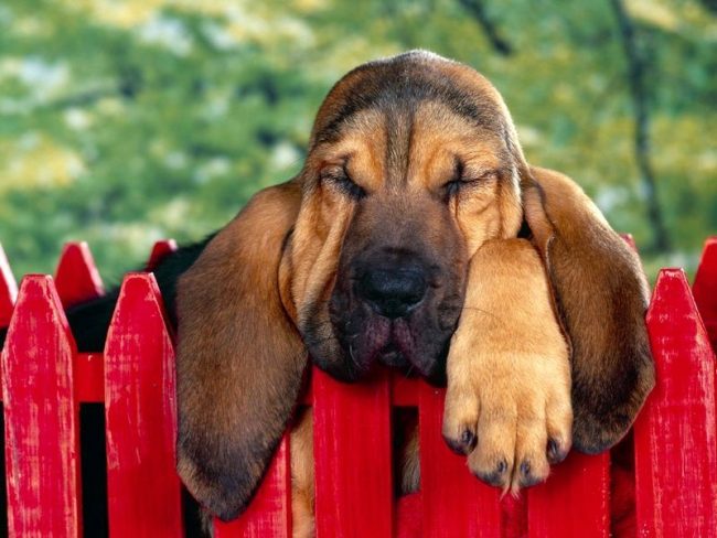 Bloodhounds grow up late and remain puppies until two years old