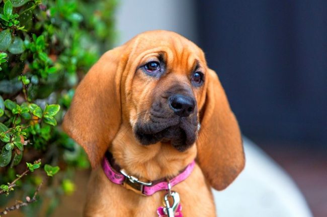 Bloodhound is a faithful and loyal dog who considers serving his master the highest value.