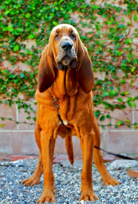 Long and hanging ears of a bloodhound are prone to the development of various infections, so it is important to monitor their condition. You need to clean your ears regularly, especially in hot weather. Daily care is also provided for the dog’s eyes.