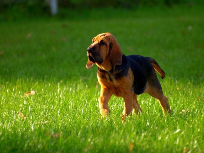 Keeping a bloodhound better in a country house, this dog loves to run and needs enough physical activity. Bloodhound is very hardy, he can go on the trail for hours