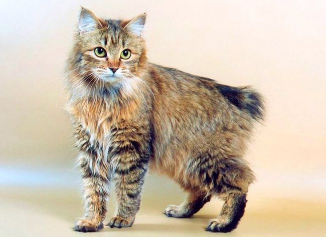 The main feature of Kuril Bobtail cats is a short tail