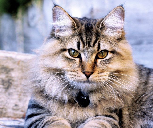 Sociability, dexterity and natural intelligence, amazing devotion to man and his family - all this is about Bobtail Kuril cats