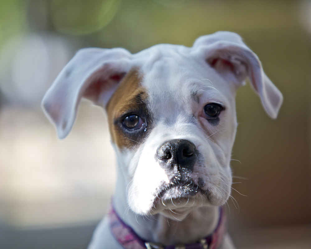 Dog boxer photo