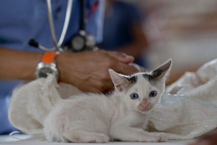 Kitten at the vet