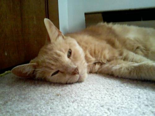 Cat Kidney Disease: Symptoms and Treatment