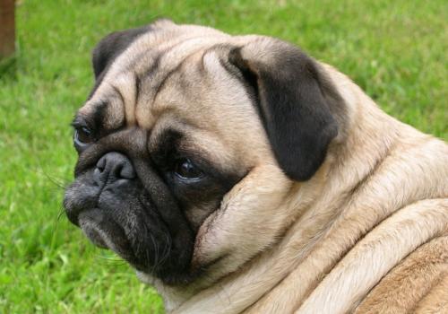 Pug Diseases and Health Problems