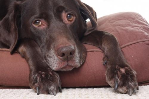 Dog Kidney Disease - Symptoms and Treatment renal failure