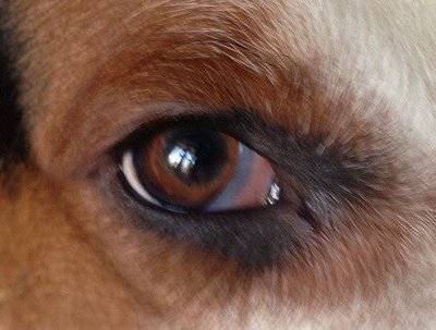 Third eyelid in dogs