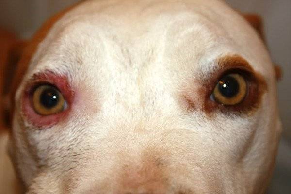 Blepharitis in dogs
