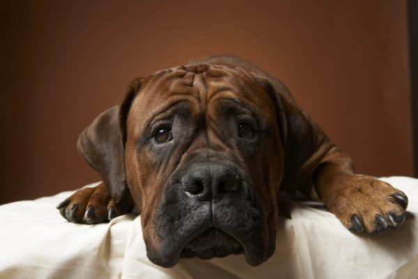 Gastrointestinal diseases in dogs read the article